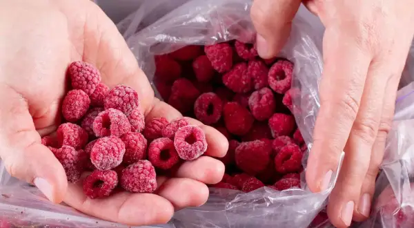 Dłonie przesypują mrożone maliny z woreczka. Idealne do smoothie i deserów przez cały rok.